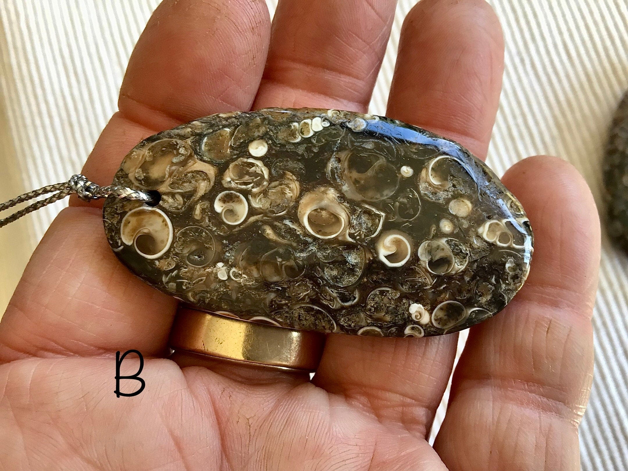 Large Turitella Agate Polished Pendant Group 2