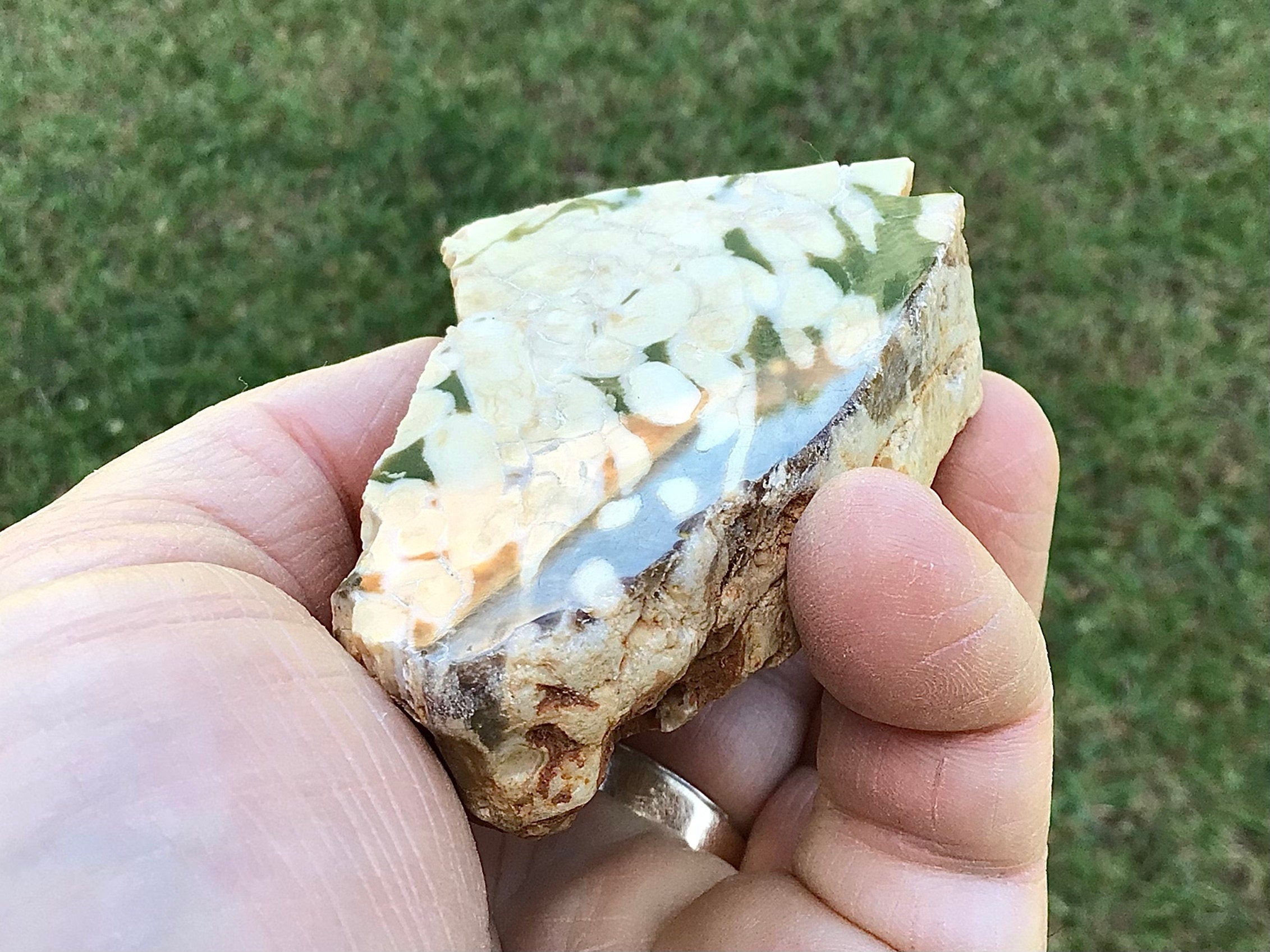 123g Polished Western Australian Peanut Wood Slice 8B