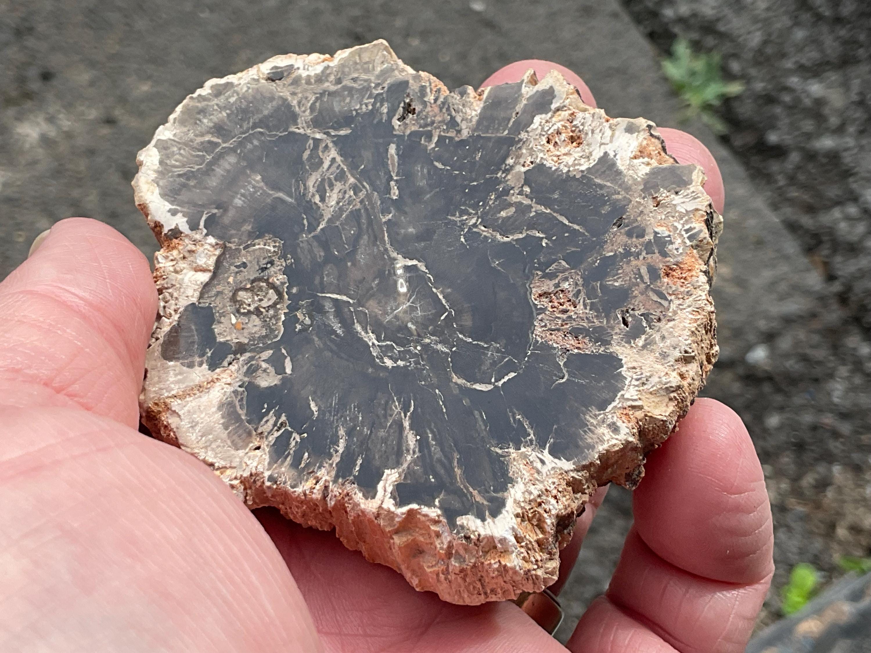 124g Indonesian Petrified Wood Polished Slab 1A