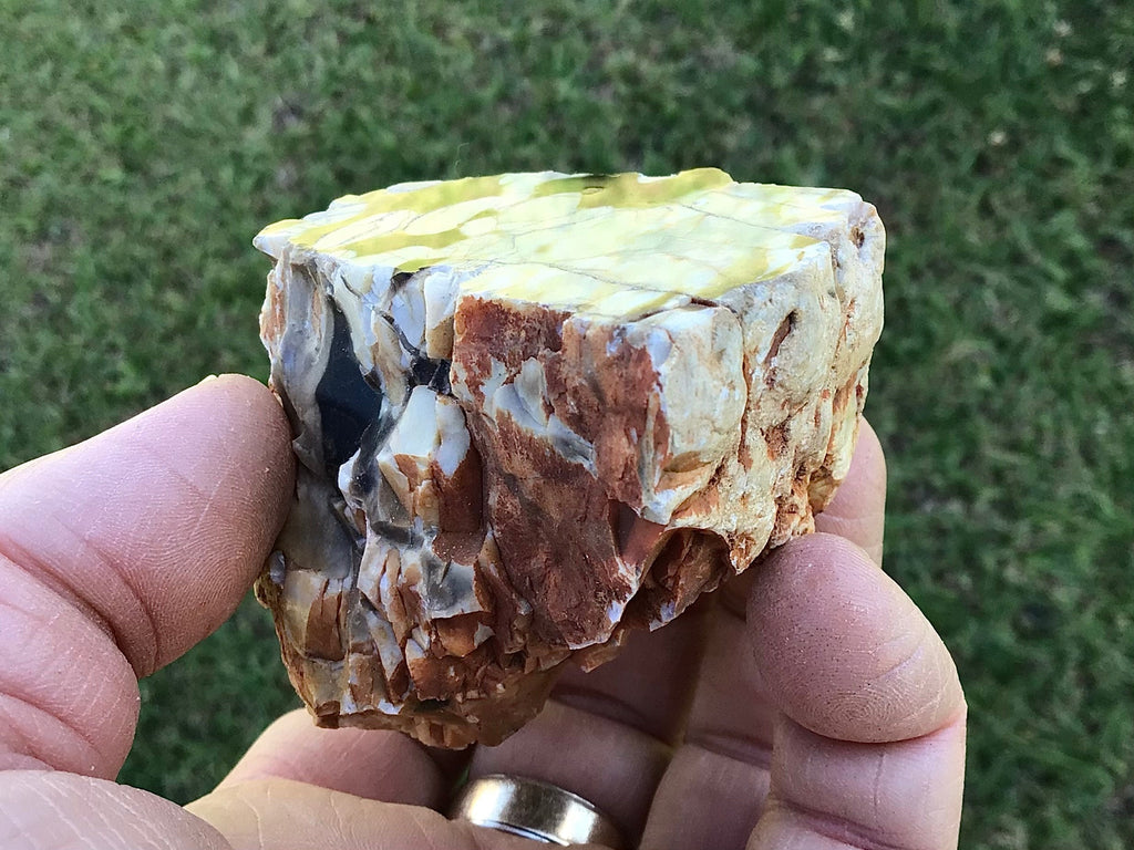 187g Polished Western Australian Peanut Wood Slice 10A