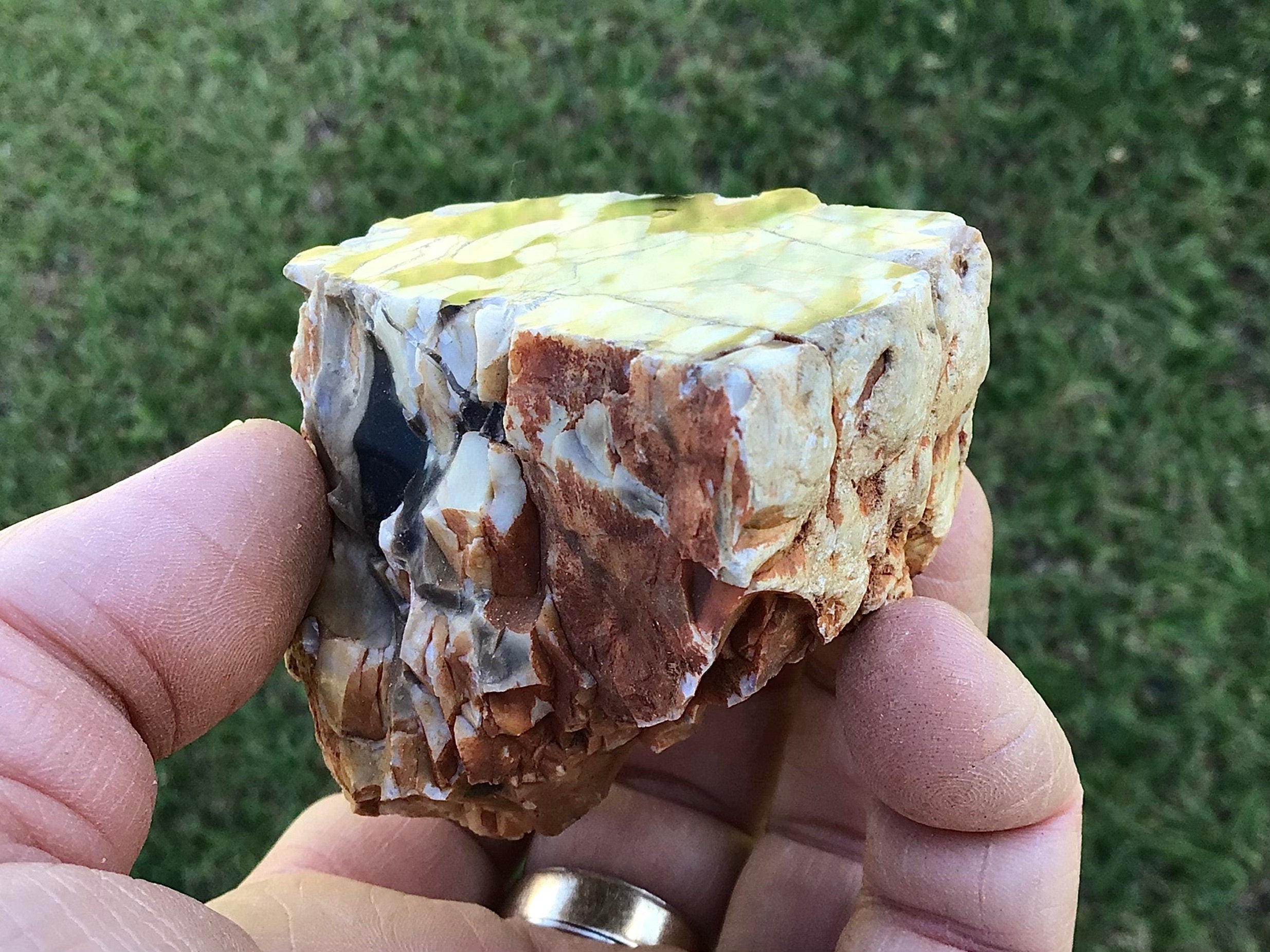 187g Polished Western Australian Peanut Wood Slice 10A