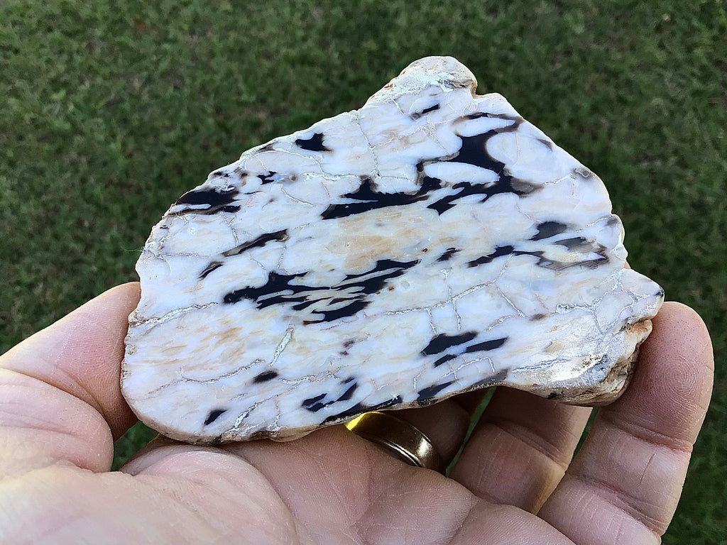 209g Polished Western Australian Peanut Wood Slice 11A