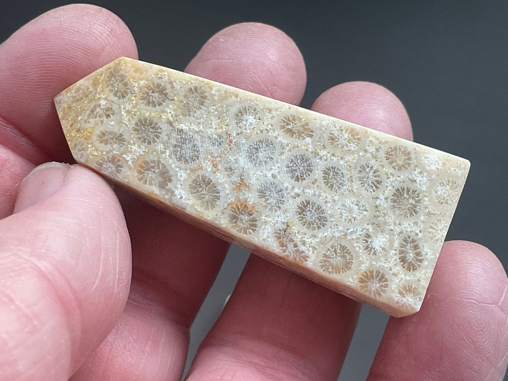 28g Fossilised Coral Generator 2A