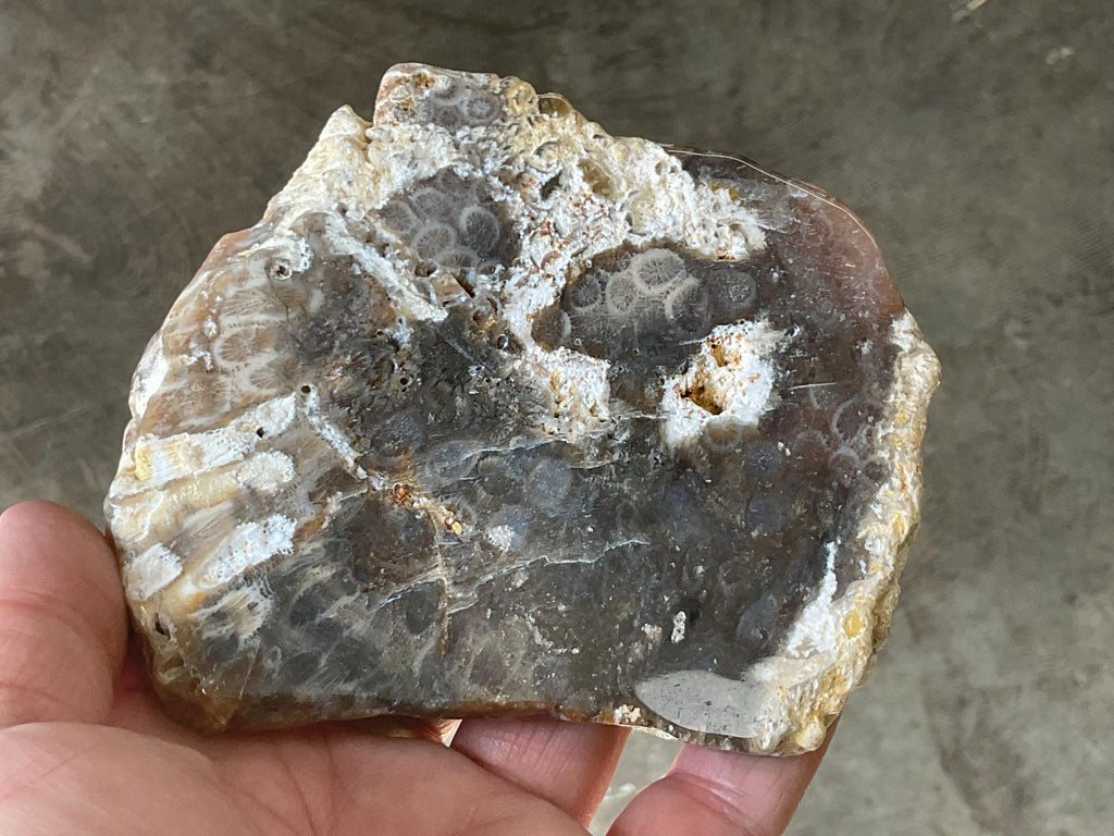 234g Fossilized/Agatised Coral Slab 3B
