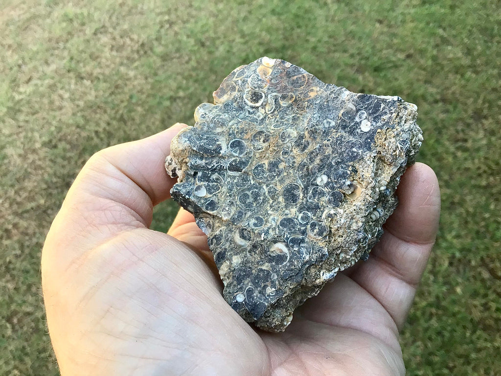 300g Turitella Agate Rough Piece A