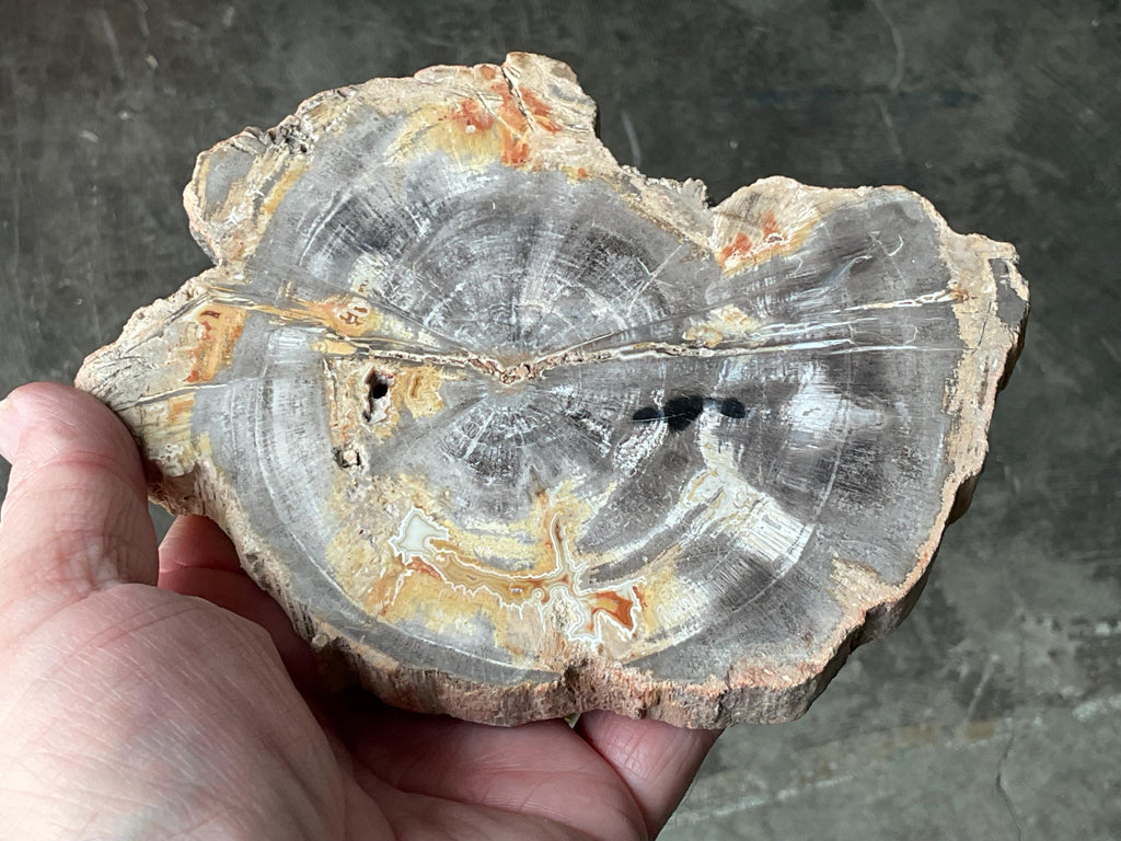 430g Indonesian Petrified Wood Polished Slab 2A