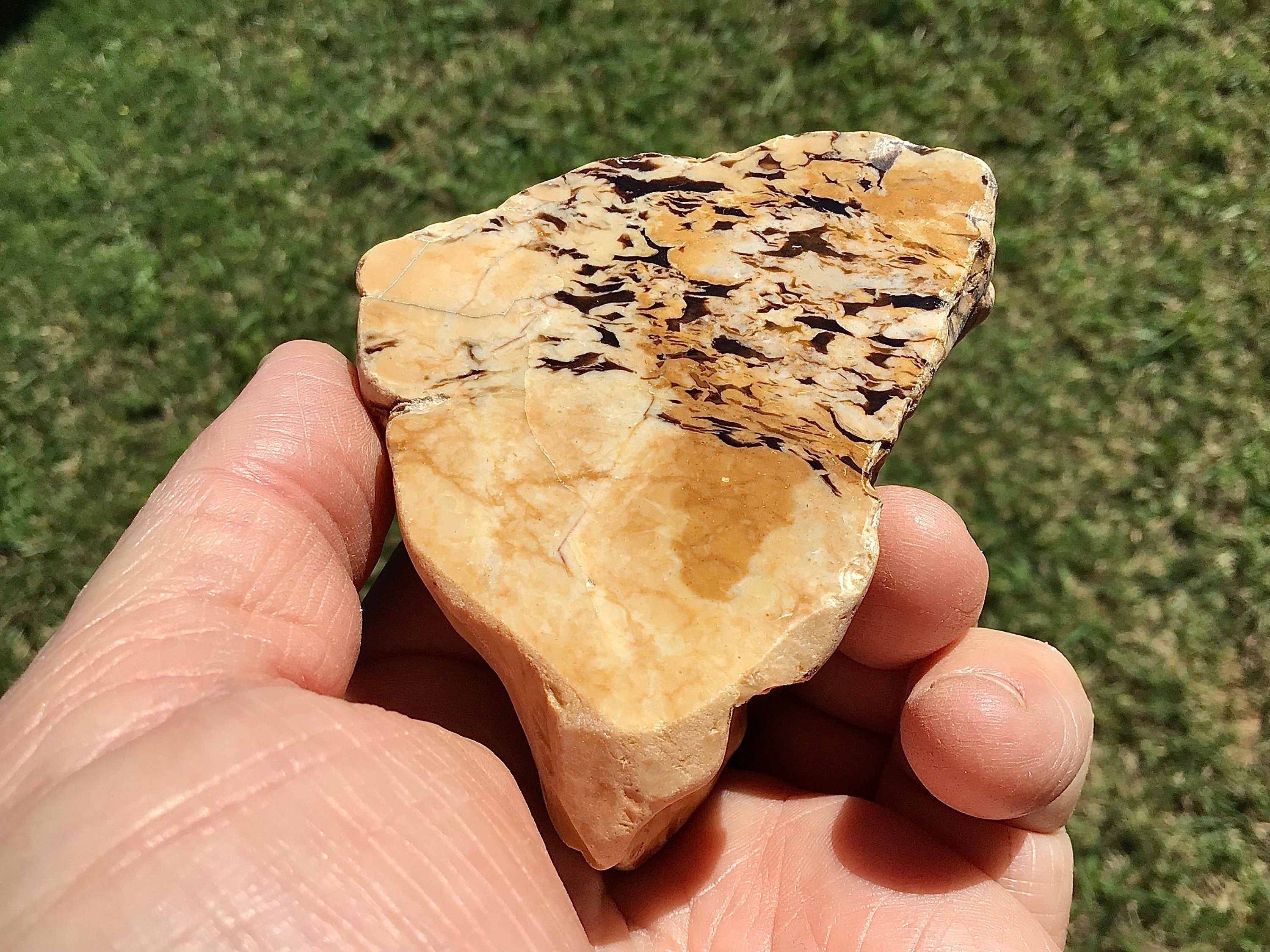 170g Polished Western Australian Peanut Wood Slice 9D
