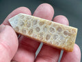 35g Fossilised Coral Generator 3B