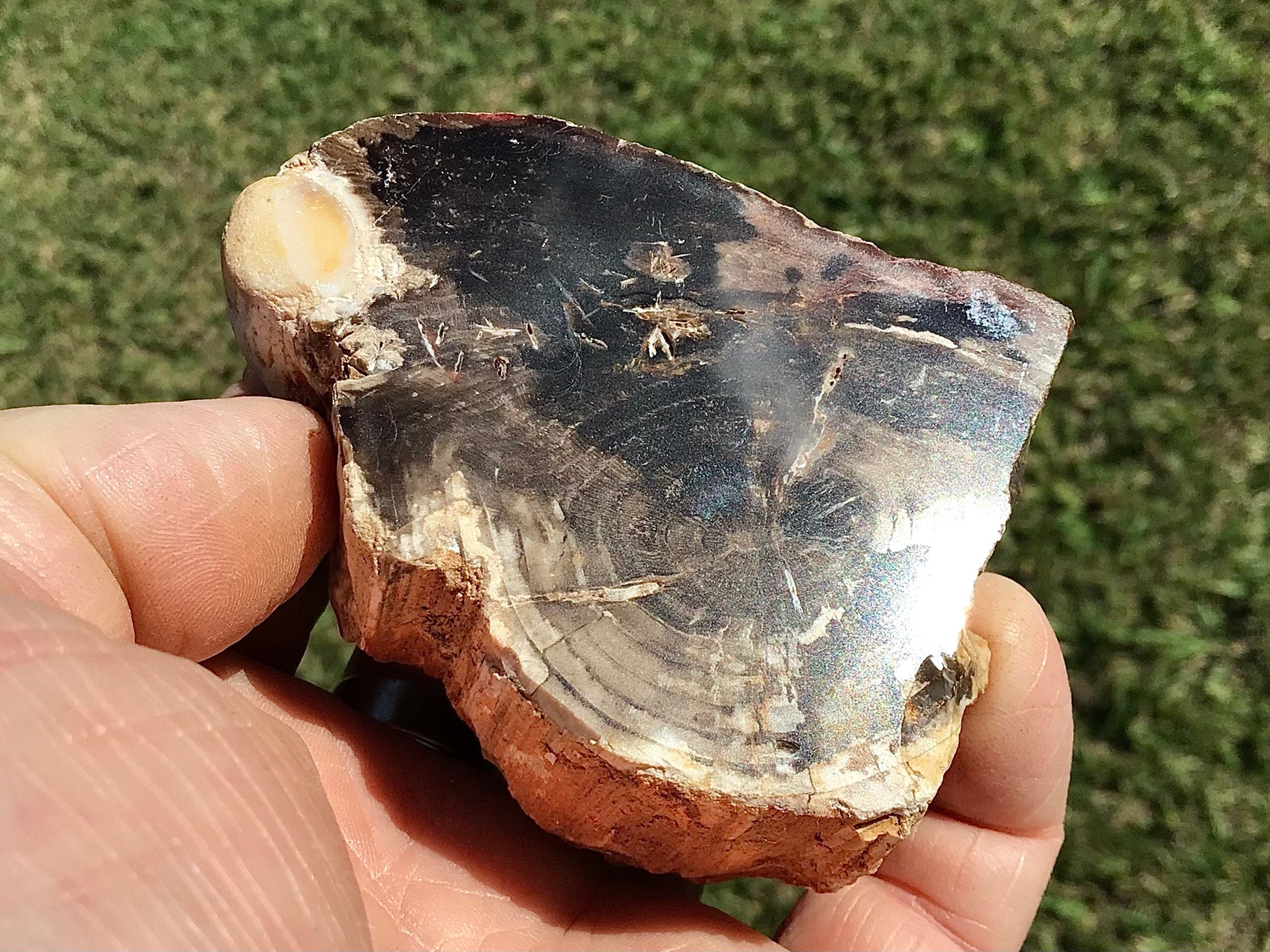184g Polished Western Australian Peanut Wood Slice 10B