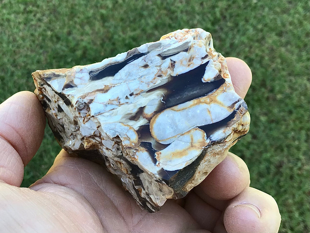 199g Polished Western Australian Peanut Wood Slice 9E