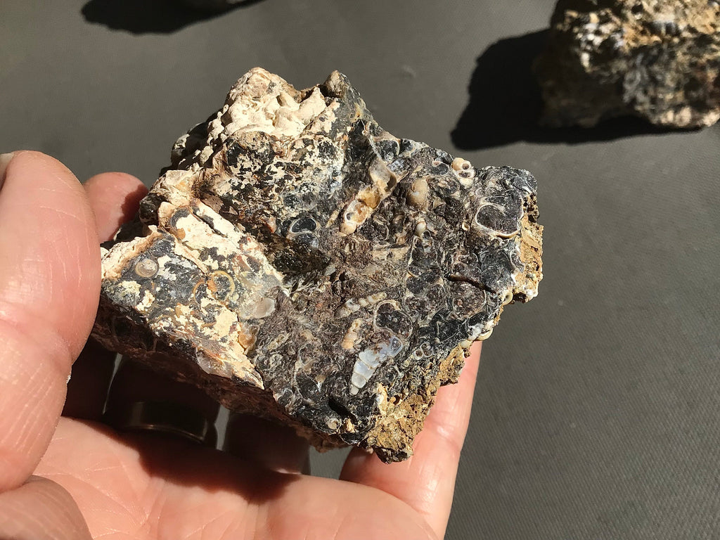 300g Turitella Agate Rough Piece A