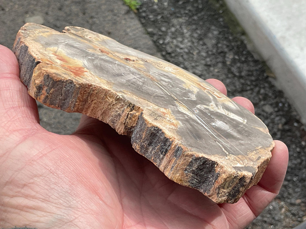430g Indonesian Petrified Wood Polished Slab 2A