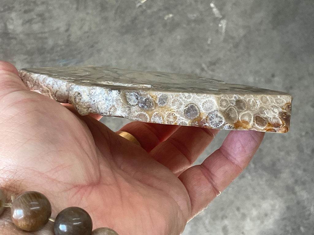 298g Fossilized/Agatised Coral Slab 4C