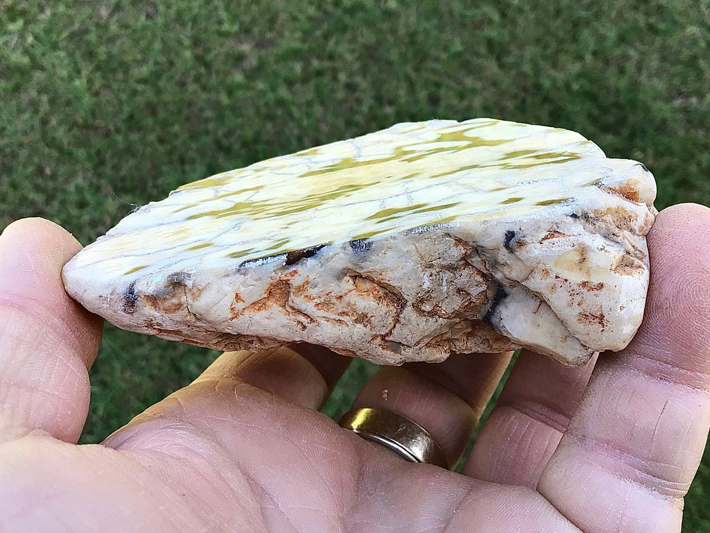209g Polished Western Australian Peanut Wood Slice 11A