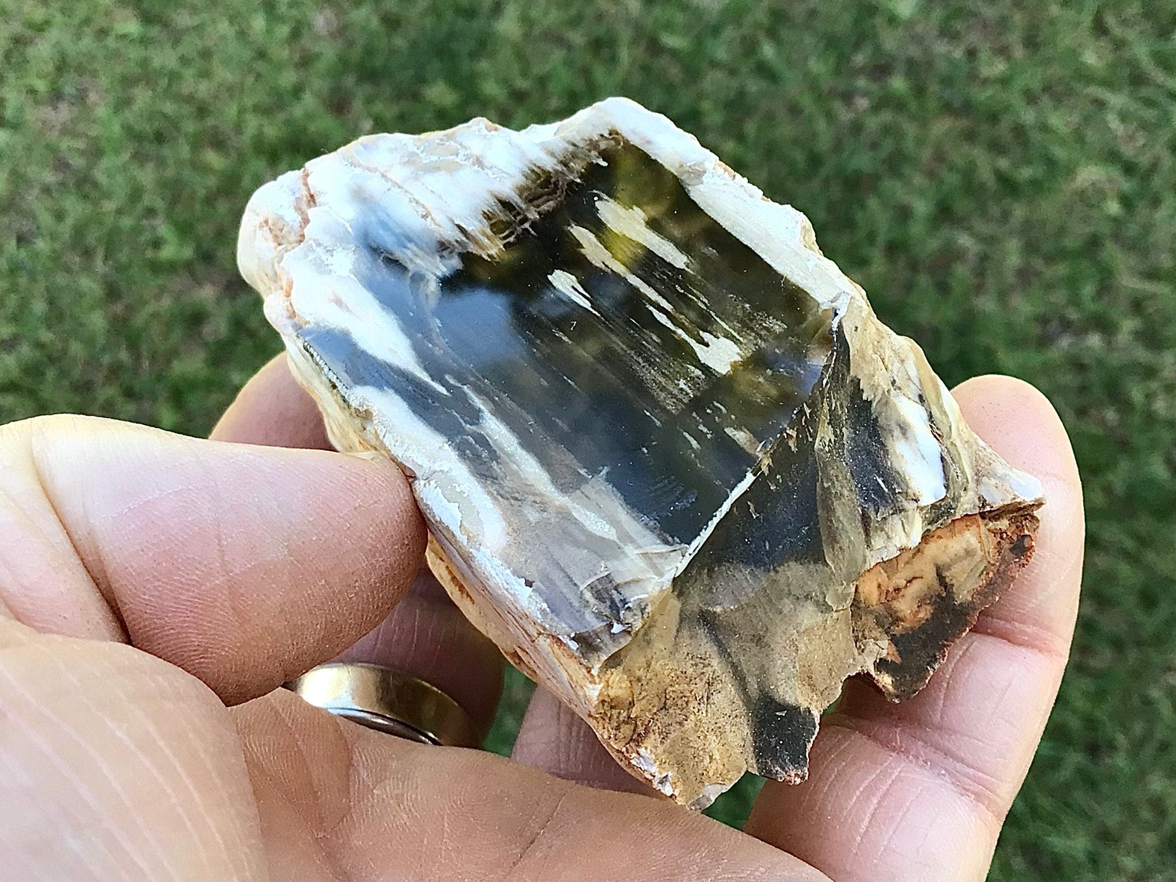 192g Polished Western Australian Peanut Wood Slice 10E