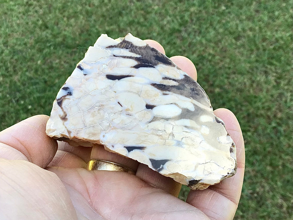 123g Polished Western Australian Peanut Wood Slice 8B