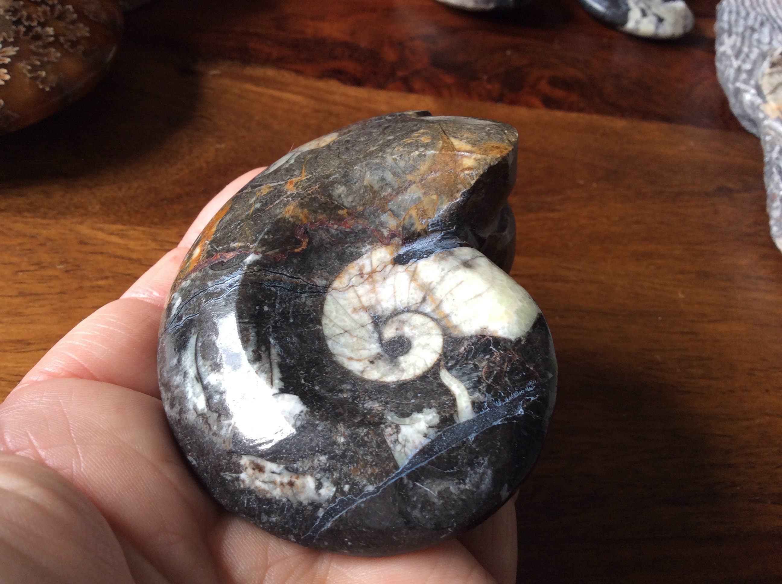 164g Goniatite Fossil D