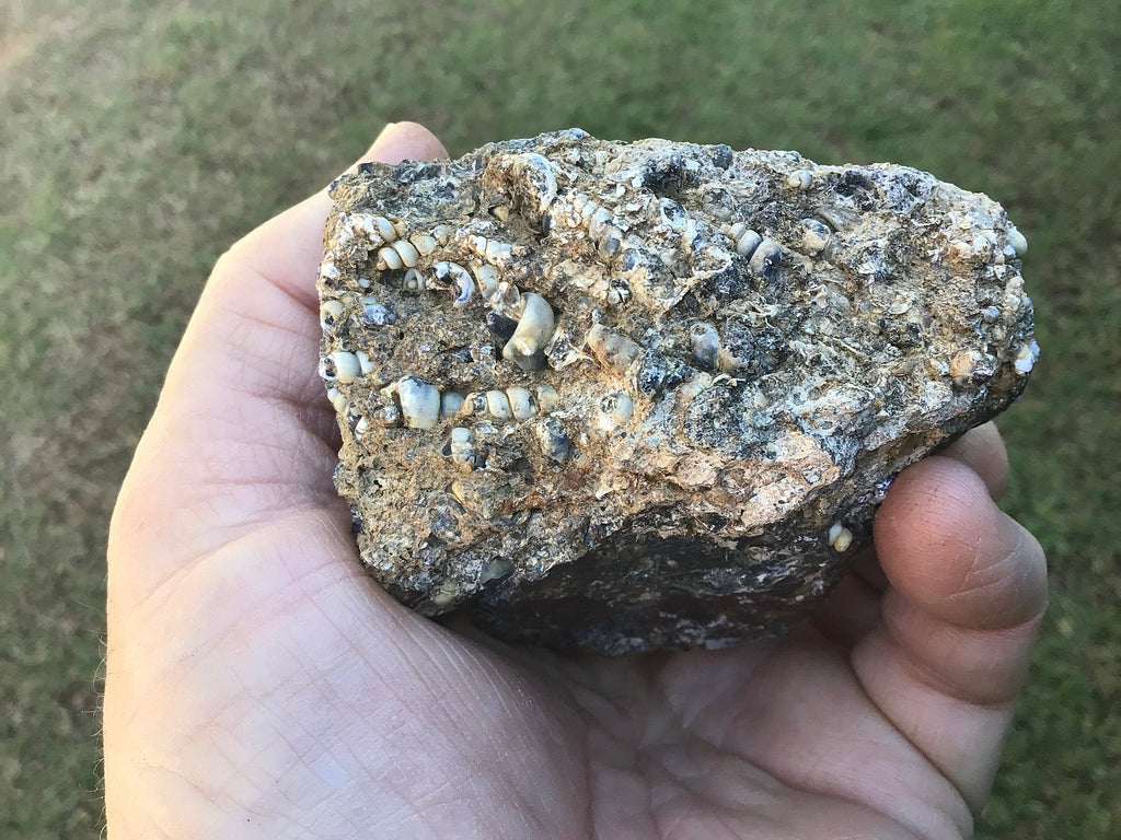 300g Turitella Agate Rough Piece A