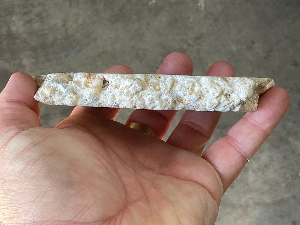 238g Fossilized/Agatised Coral Slab 4A