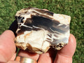 77g Polished Western Australian Peanut Wood Slice 3A