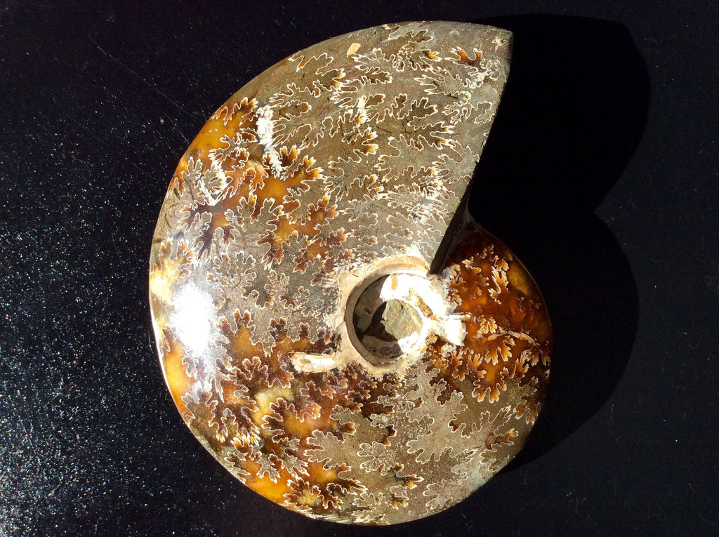 382g Madagascan Ammonite Fossil F