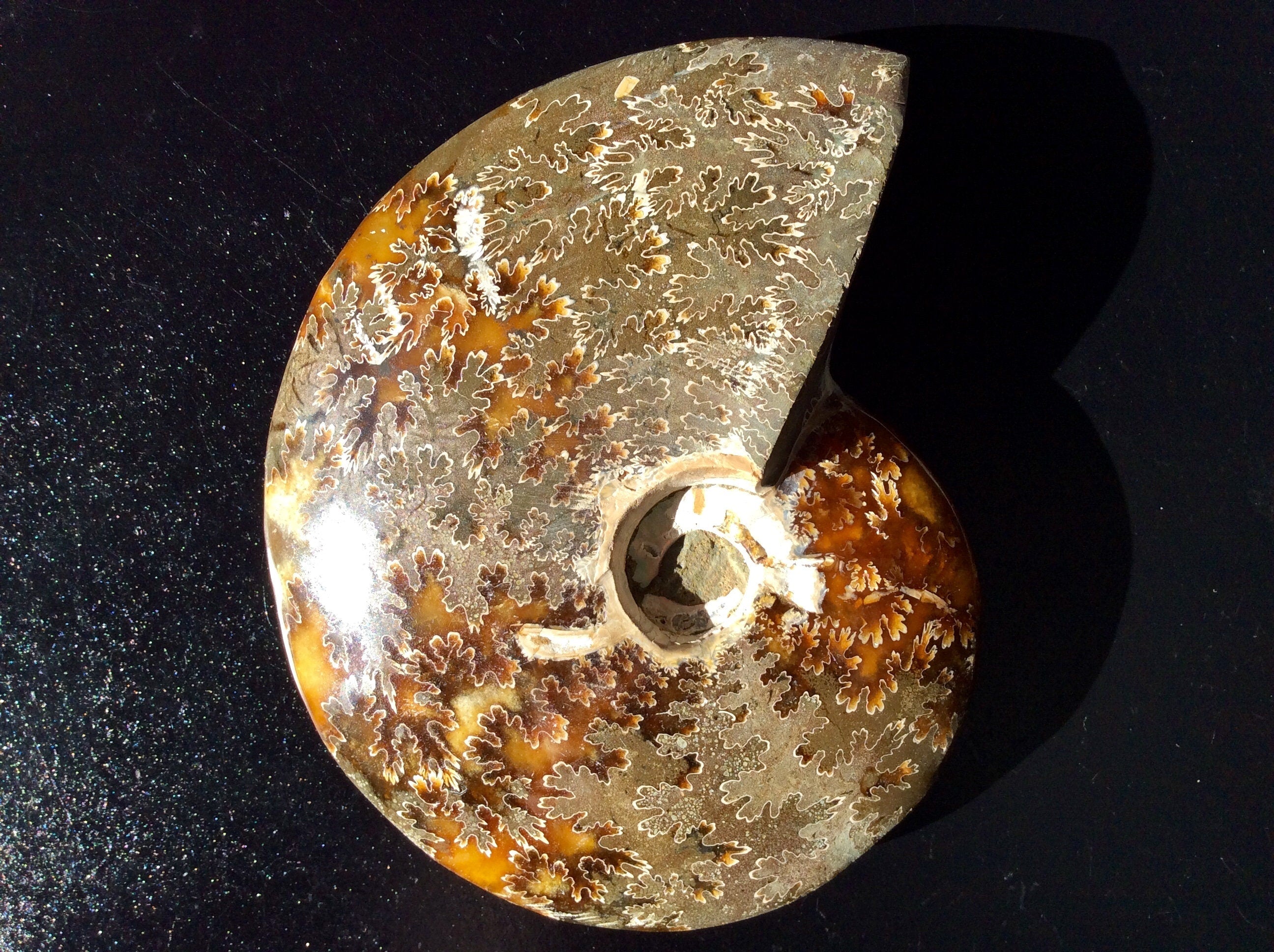 382g Madagascan Ammonite Fossil F