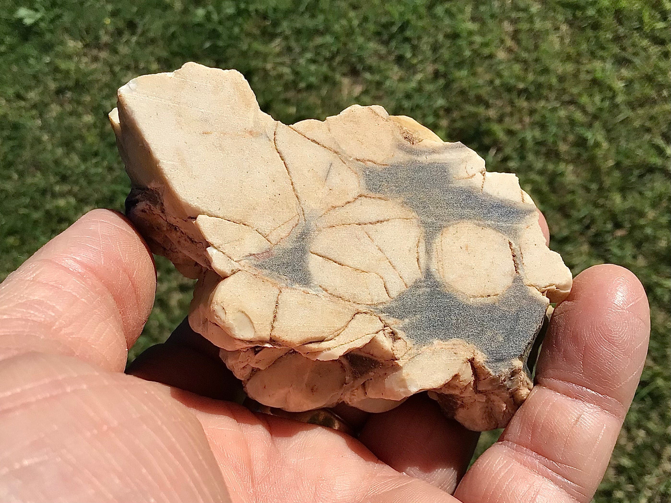 140g Polished Western Australian Peanut Wood Slice 8A