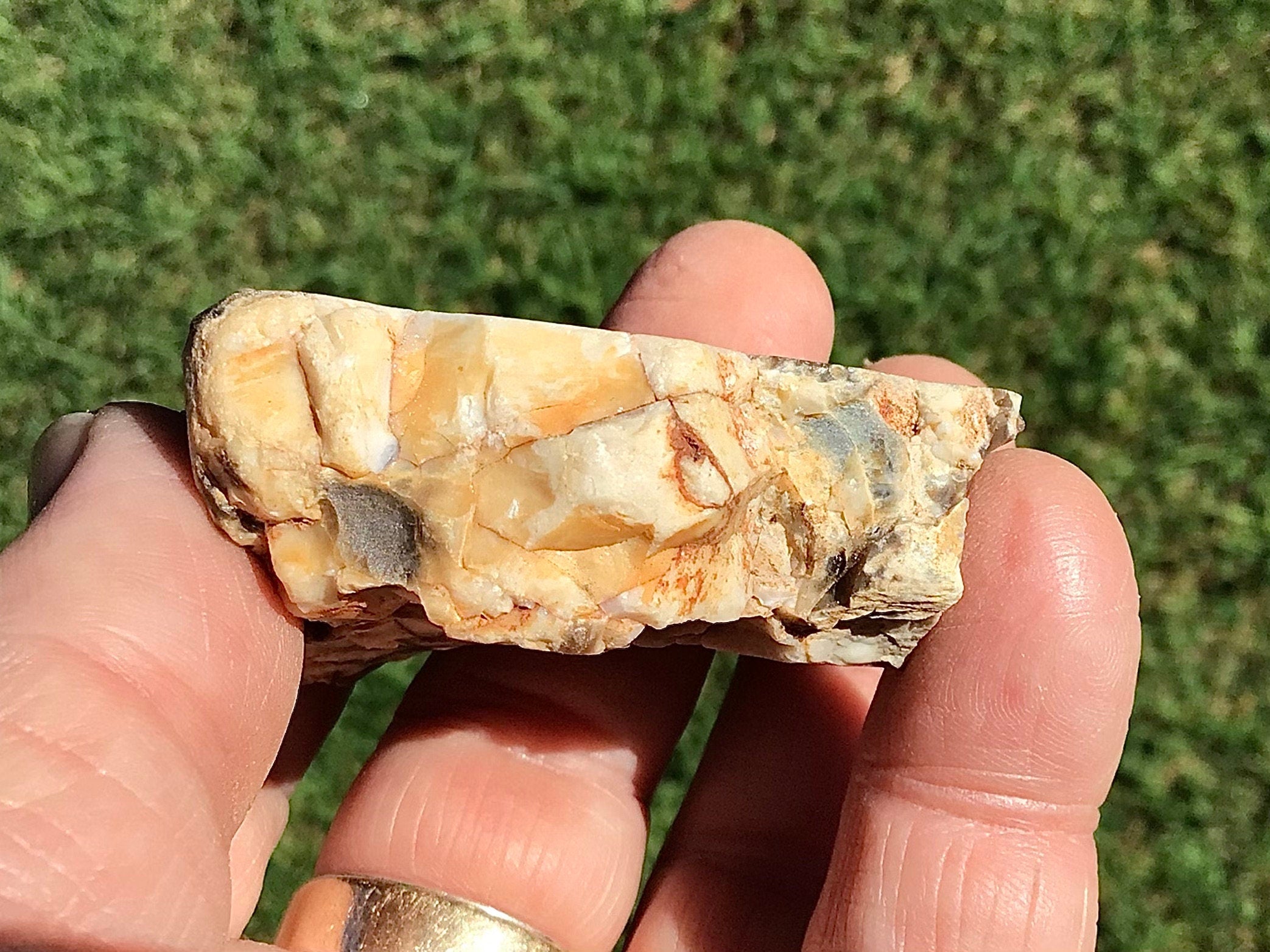 77g Polished Western Australian Peanut Wood Slice 3A