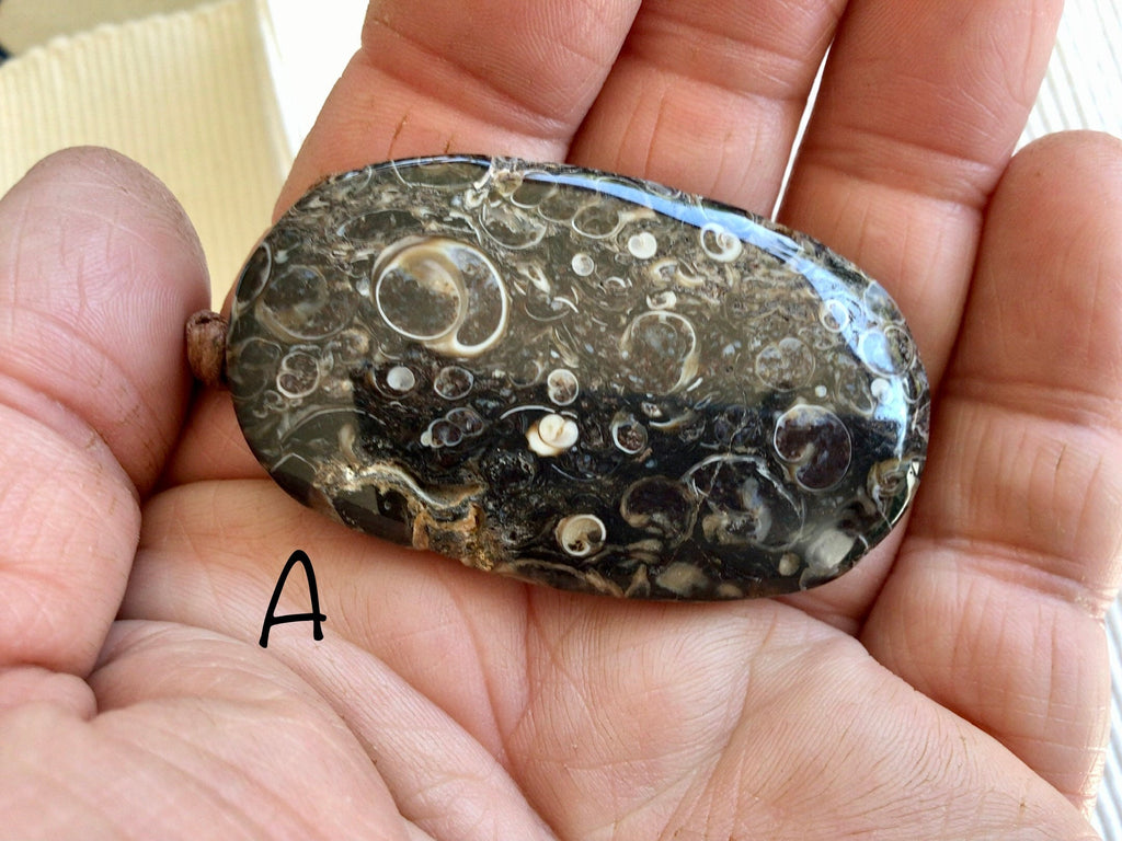 Large Turitella Agate Polished Pendant Group 3