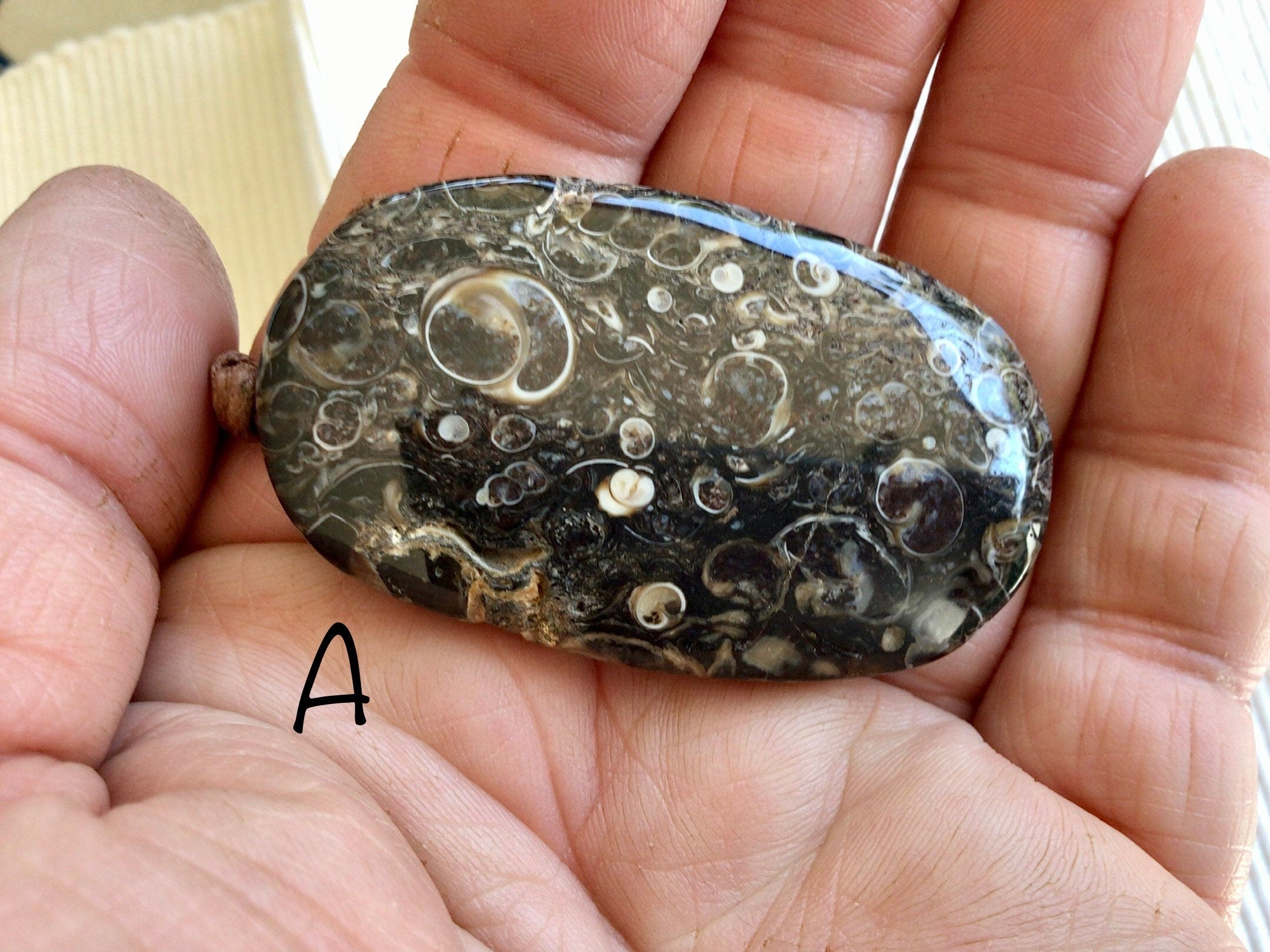 Large Turitella Agate Polished Pendant Group 3