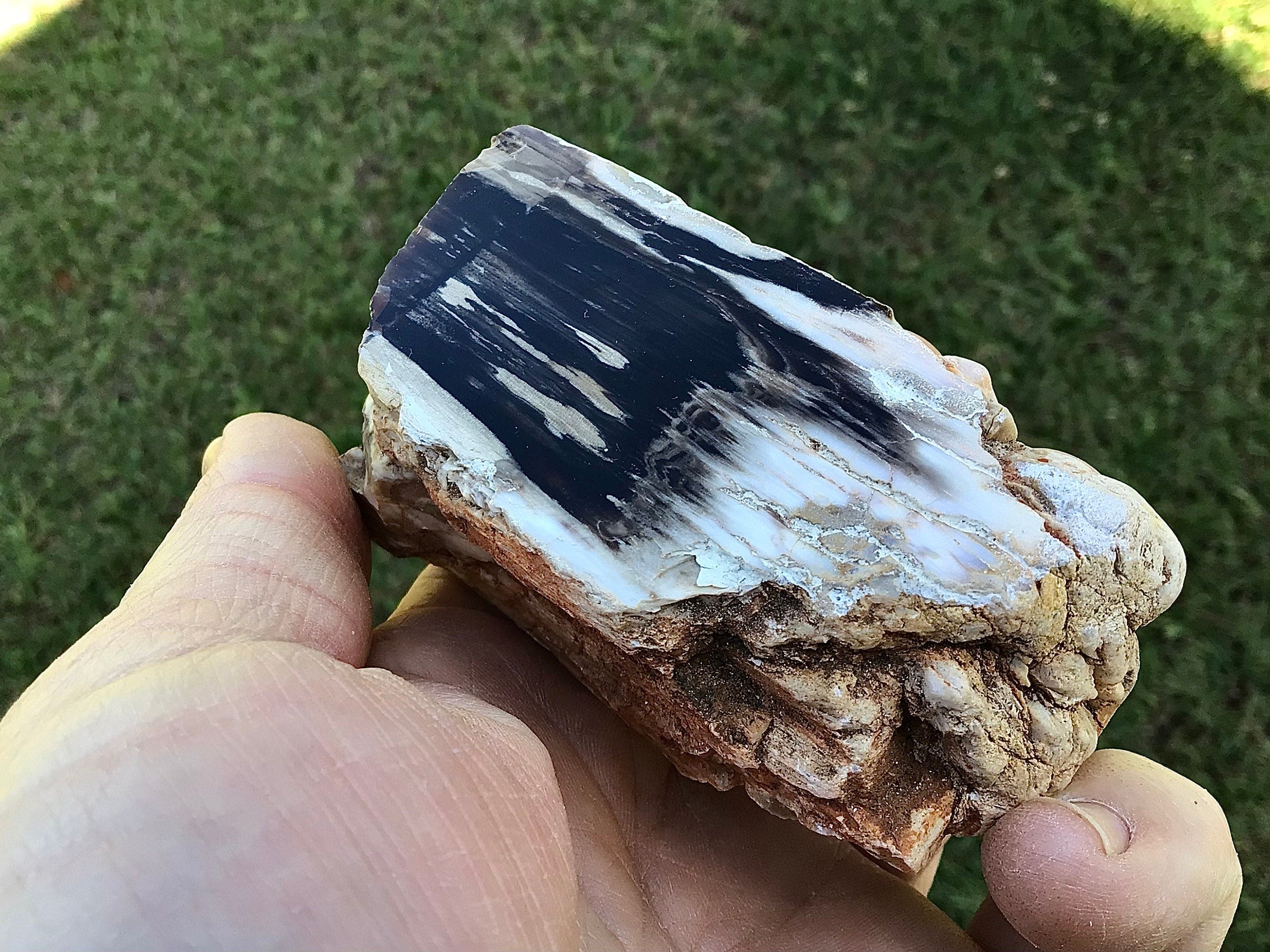 192g Polished Western Australian Peanut Wood Slice 10E