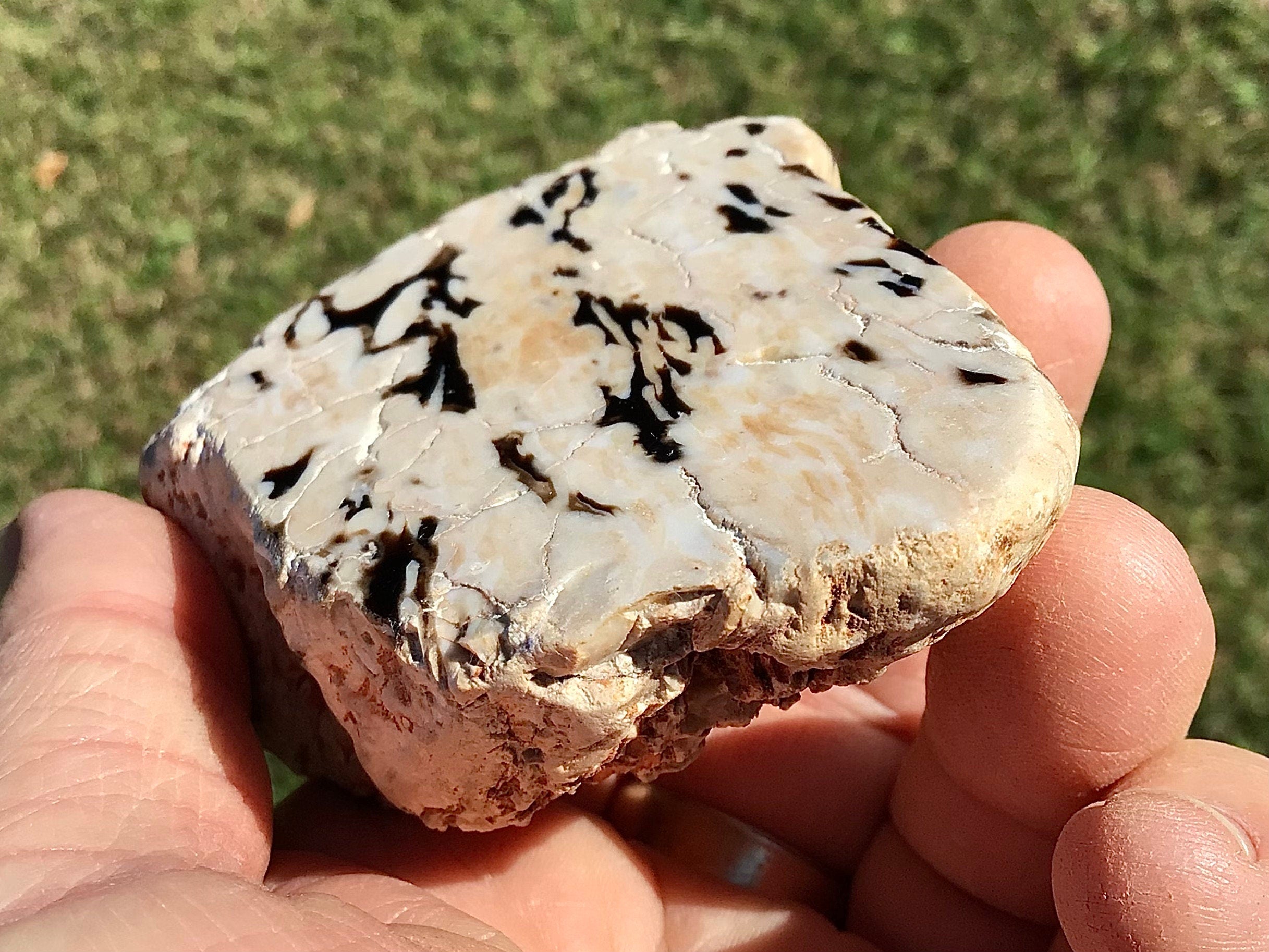 209g Polished Western Australian Peanut Wood Slice 11A