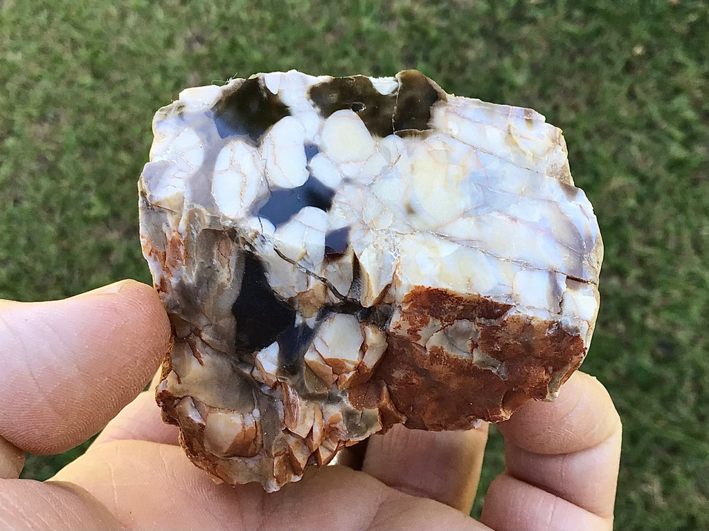 187g Polished Western Australian Peanut Wood Slice 10A