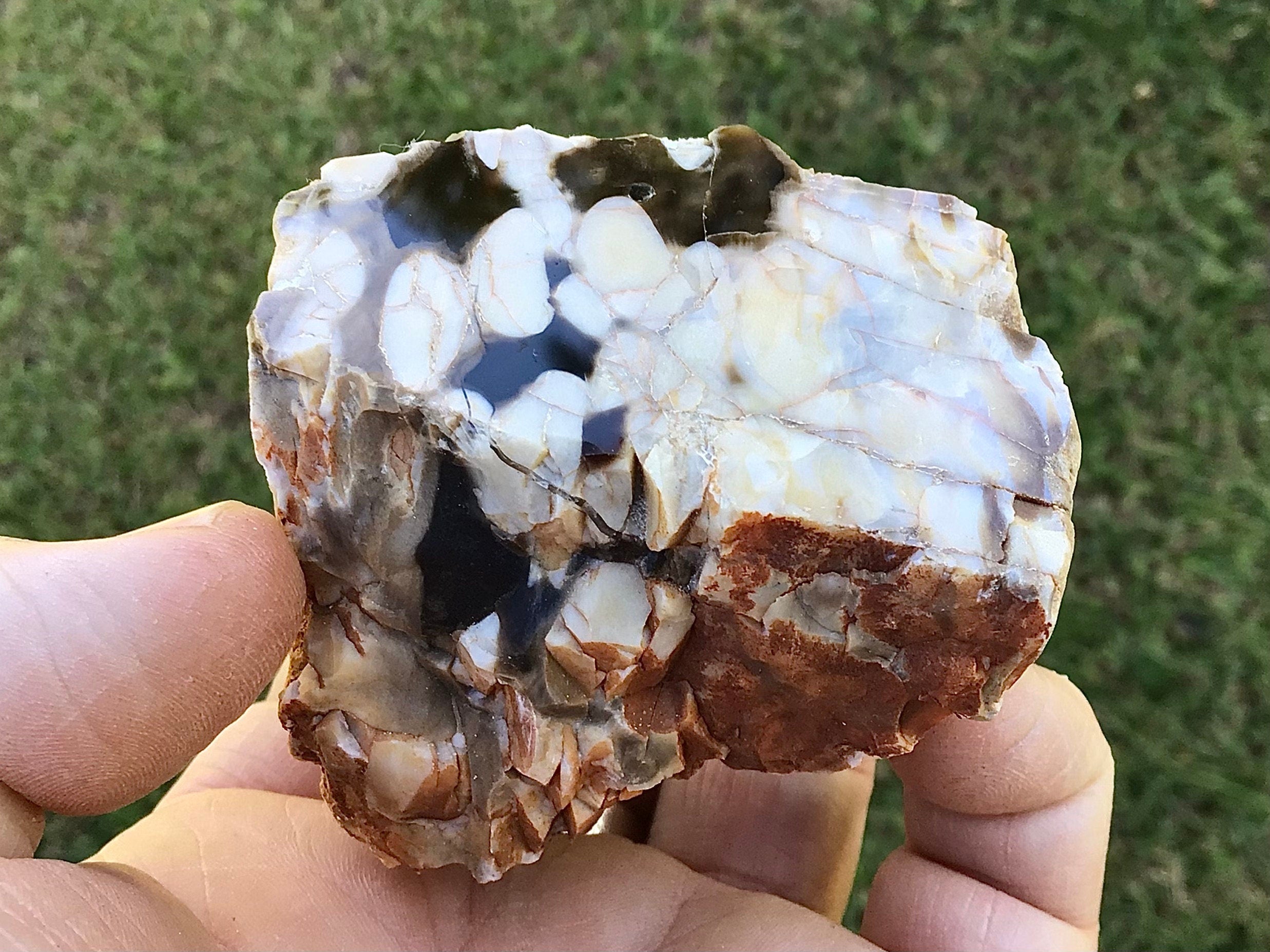 187g Polished Western Australian Peanut Wood Slice 10A