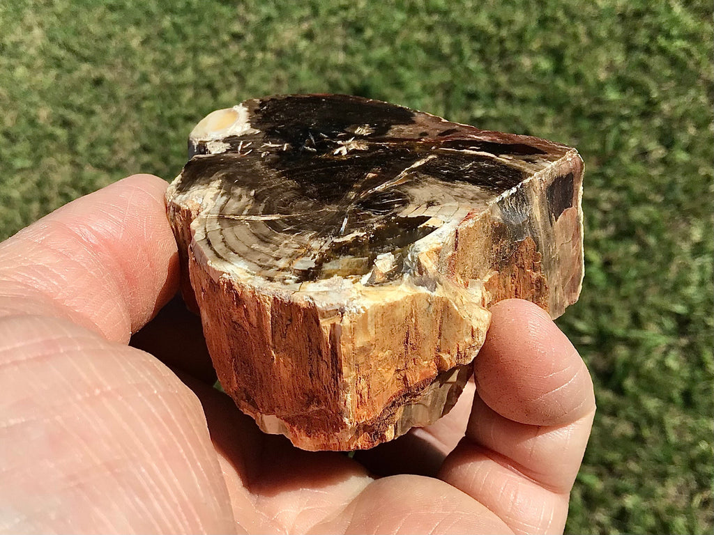 184g Polished Western Australian Peanut Wood Slice 10B