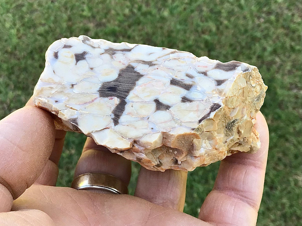 190g Polished Western Australian Peanut Wood Slice 10C