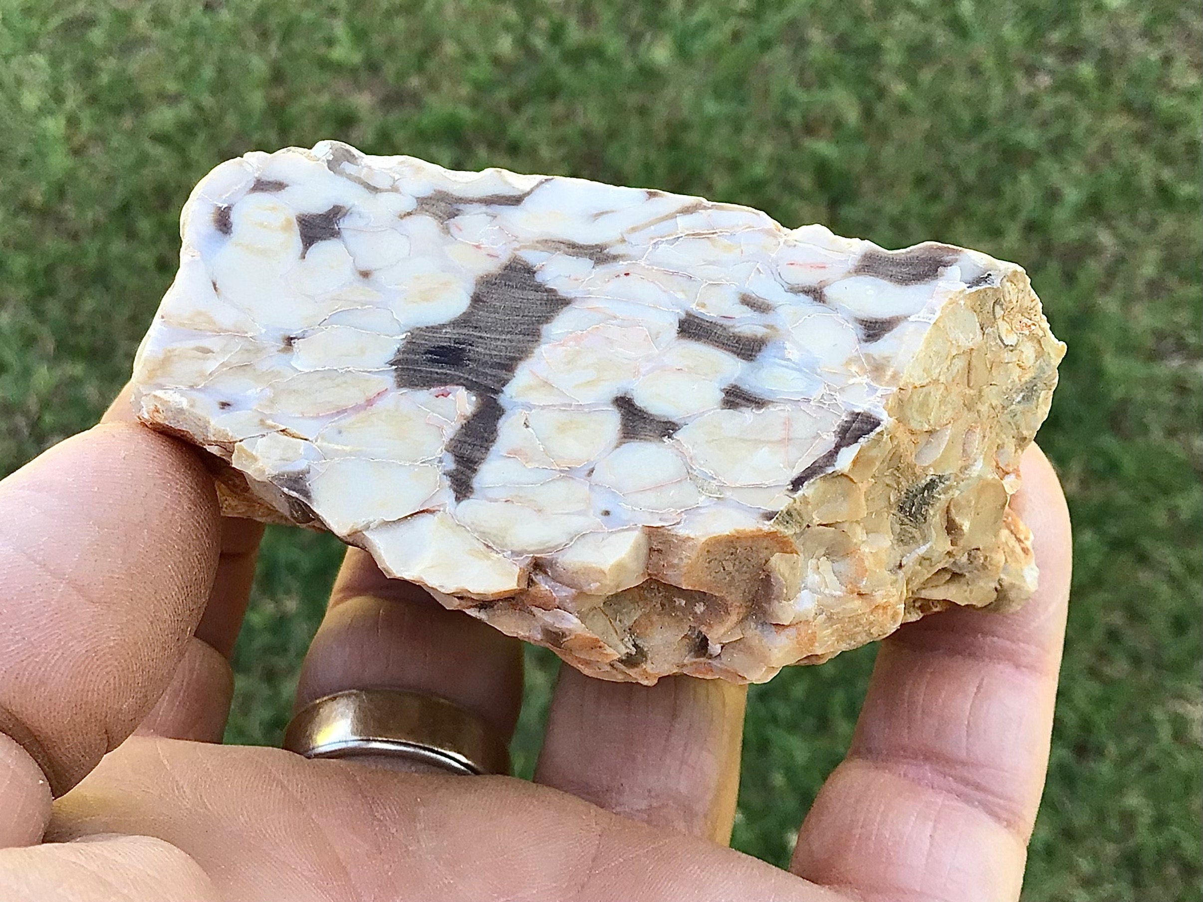 190g Polished Western Australian Peanut Wood Slice 10C