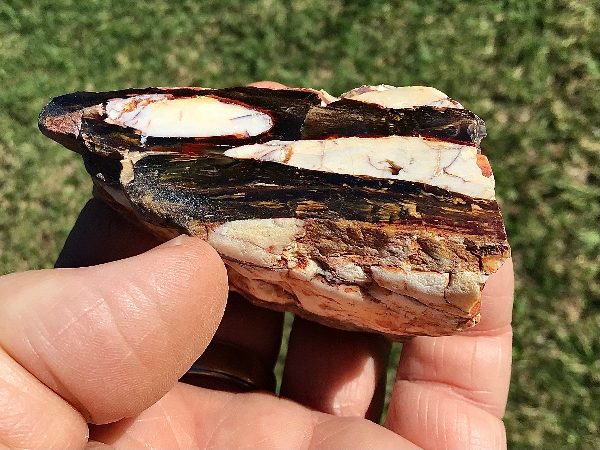 126g Polished Western Australian Peanut Wood Slice 7C