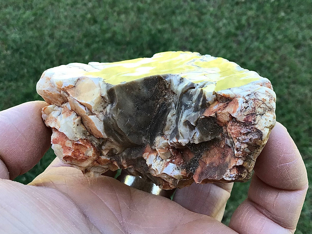 137g Polished Western Australian Peanut Wood Slice 8D
