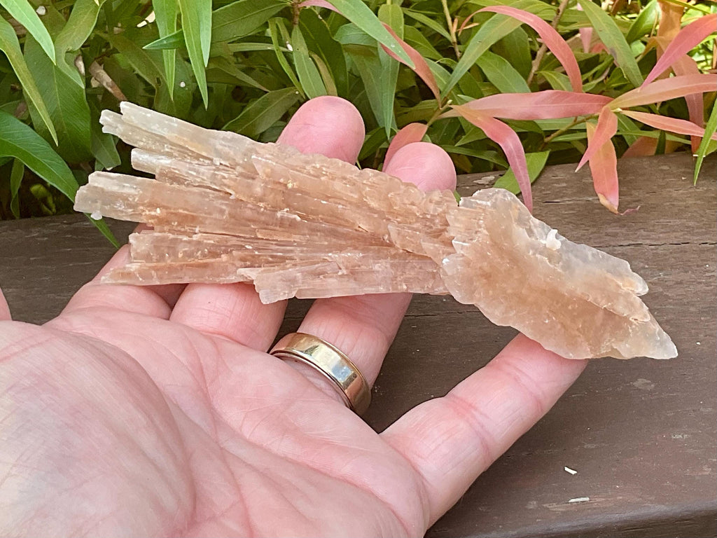 66g Gypsum (Selenite) Specimen from Lake Gilles, South Australia