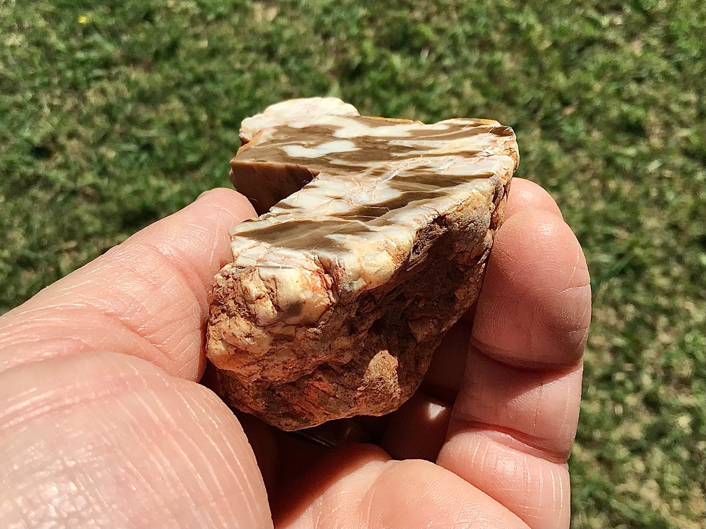 137g Polished Western Australian Peanut Wood Slice 8D