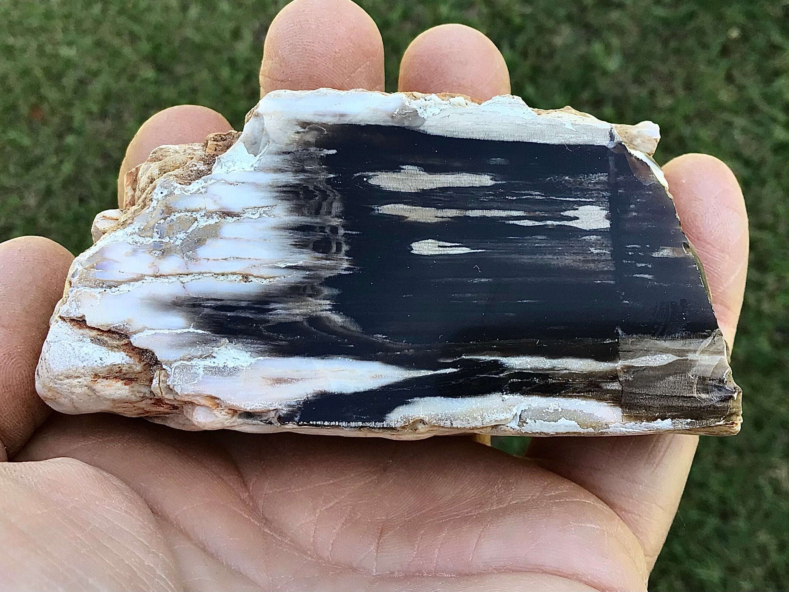 192g Polished Western Australian Peanut Wood Slice 10E
