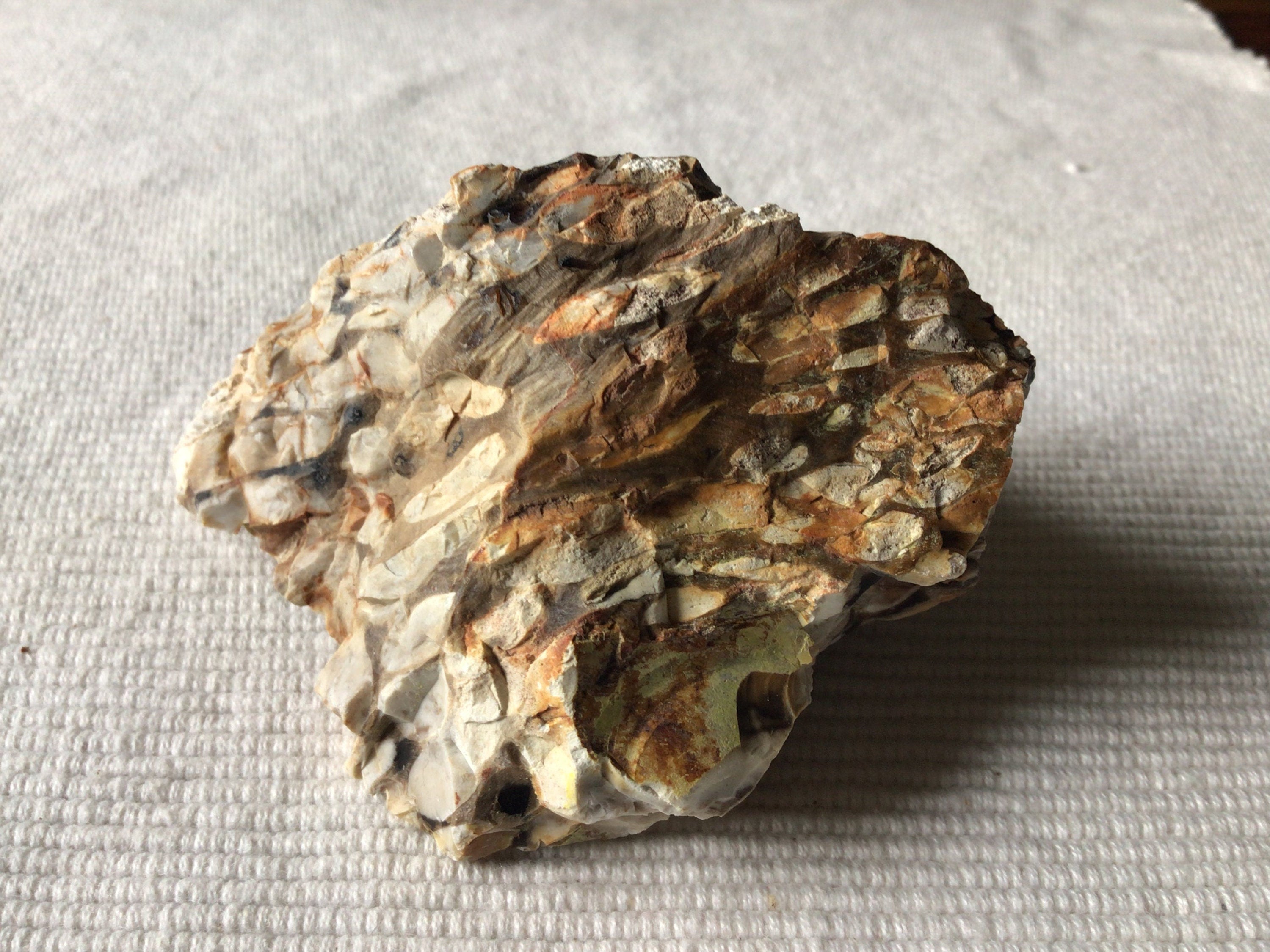 167g Western Australian Peanut Wood Rough Piece 7B