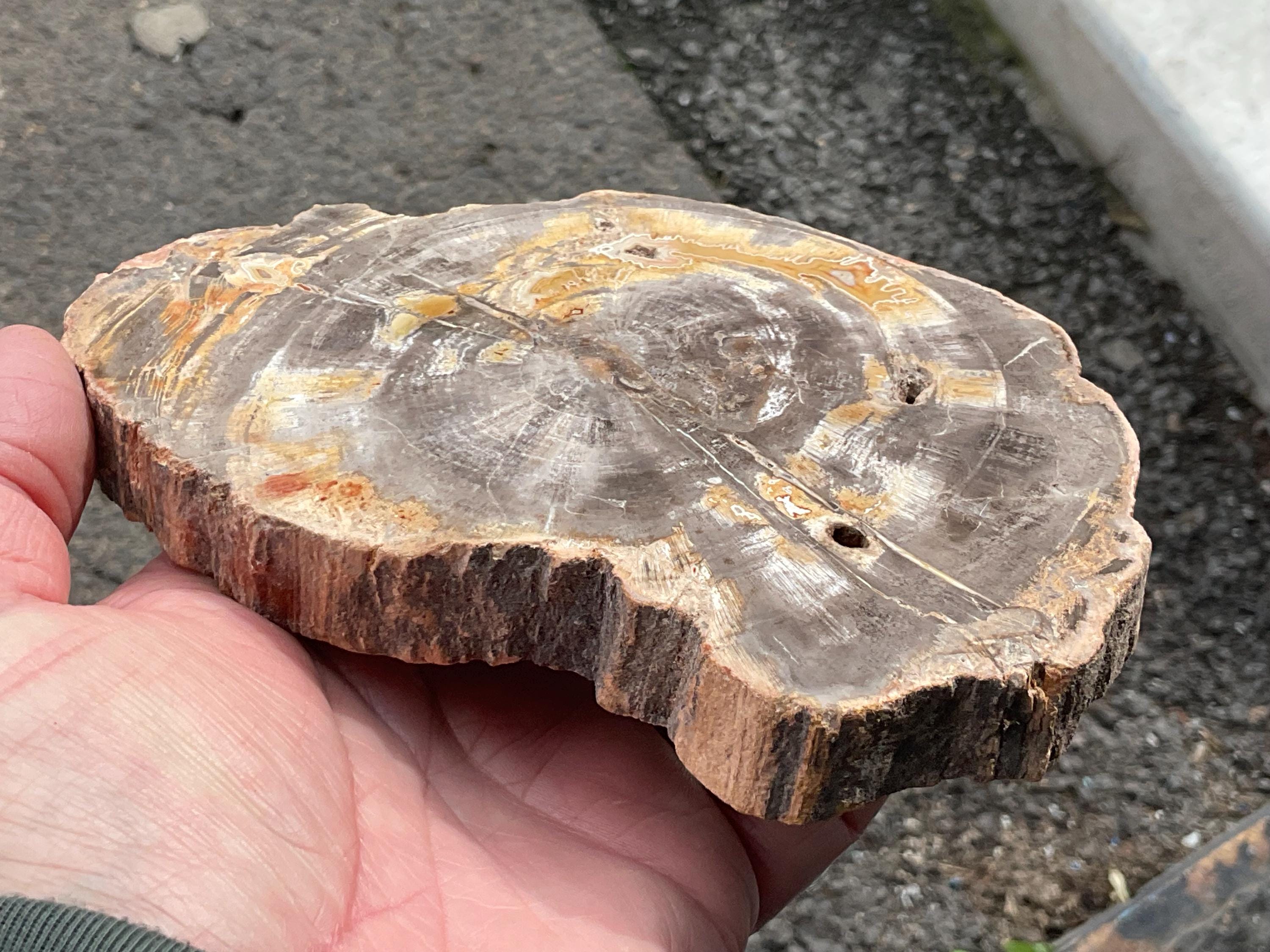 476g Indonesian Petrified Wood Polished Slab 2C