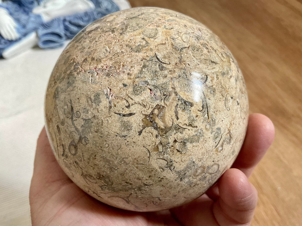 1268g XL Fossilised Ocean Floor Sphere C