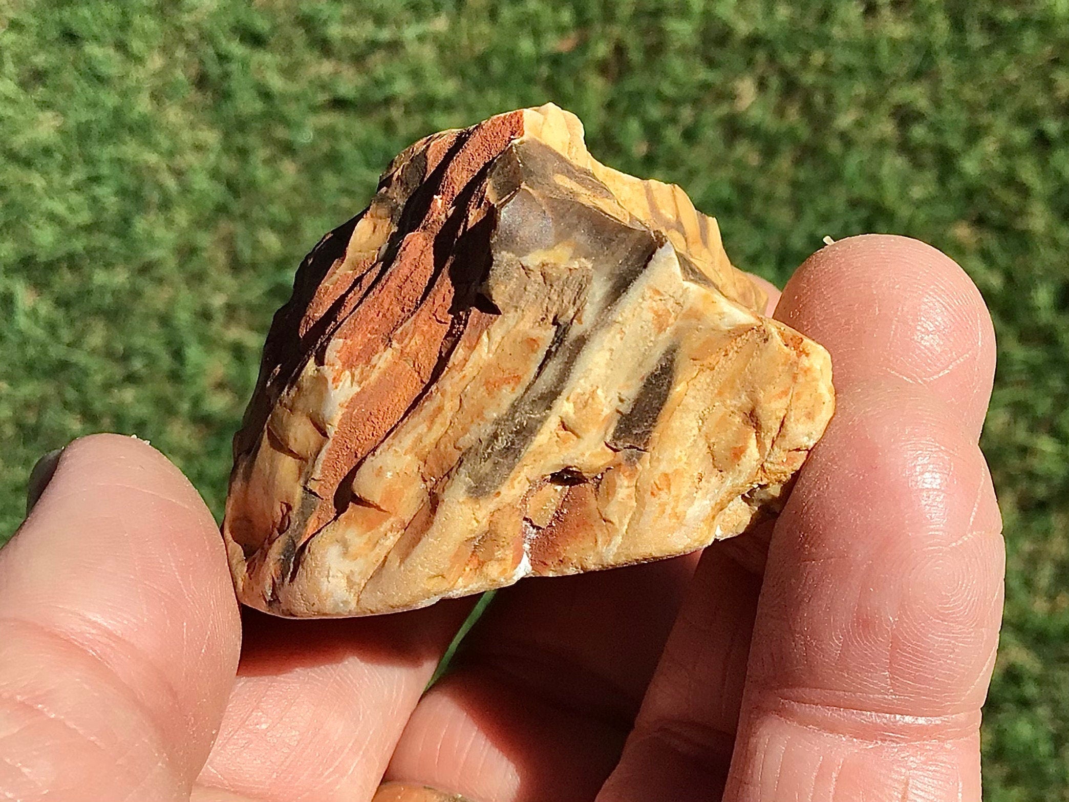 77g Polished Western Australian Peanut Wood Slice 2E