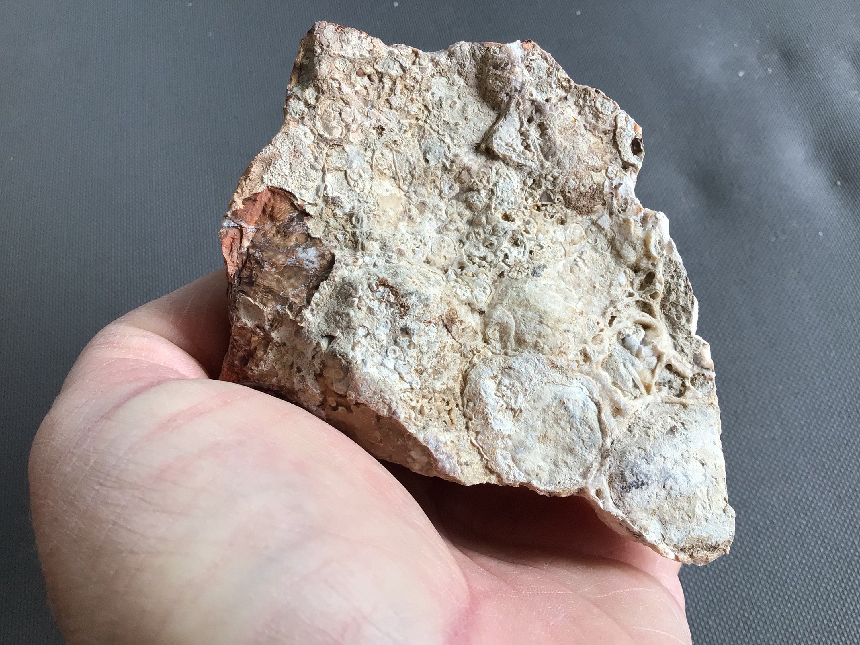 619g King Cobra Jasper Rough Piece D