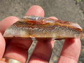 52g Mexican Crazy Lace Agate Freeform 12A