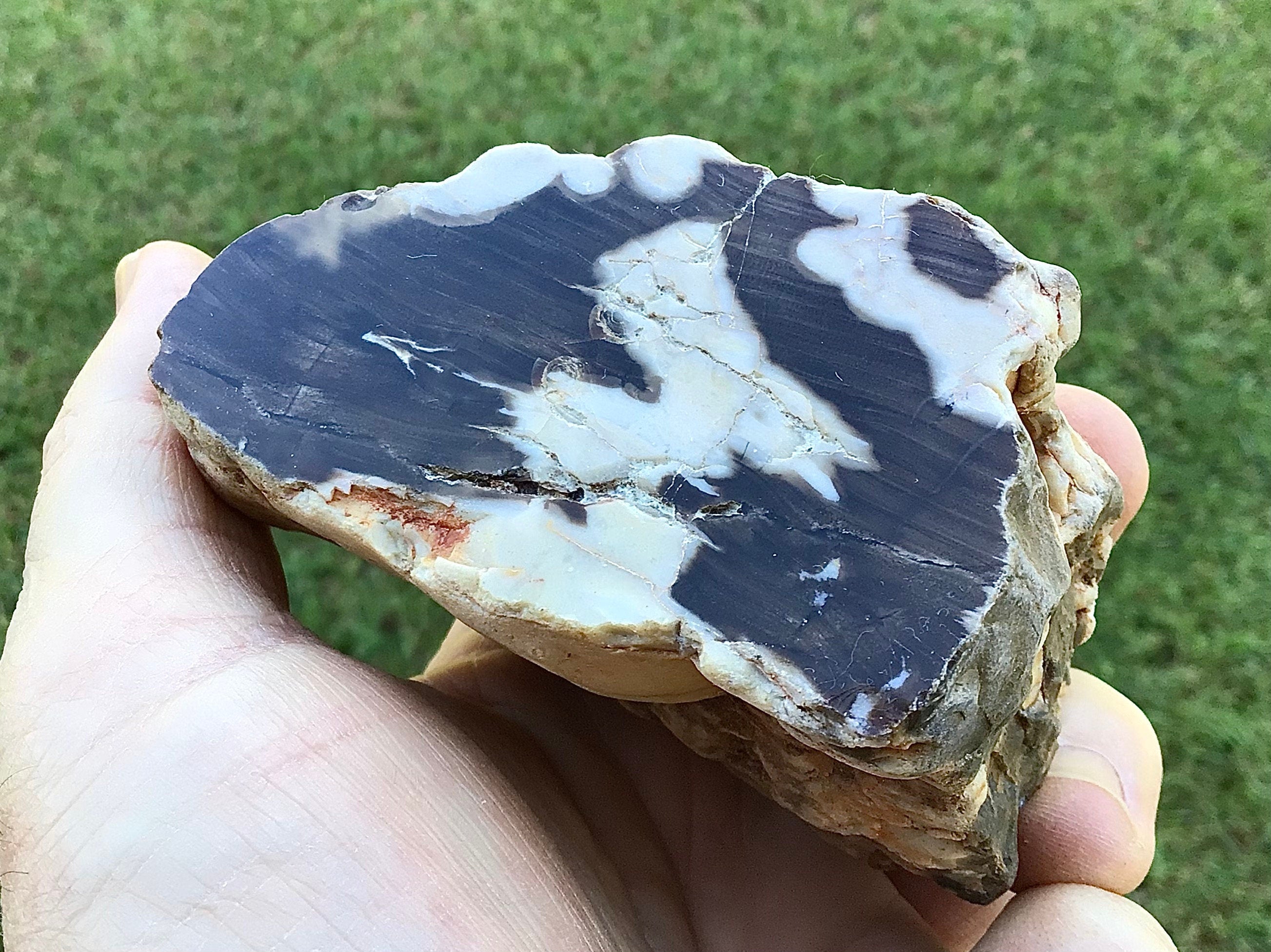 311g Polished Western Australian Peanut Wood Slice 12A