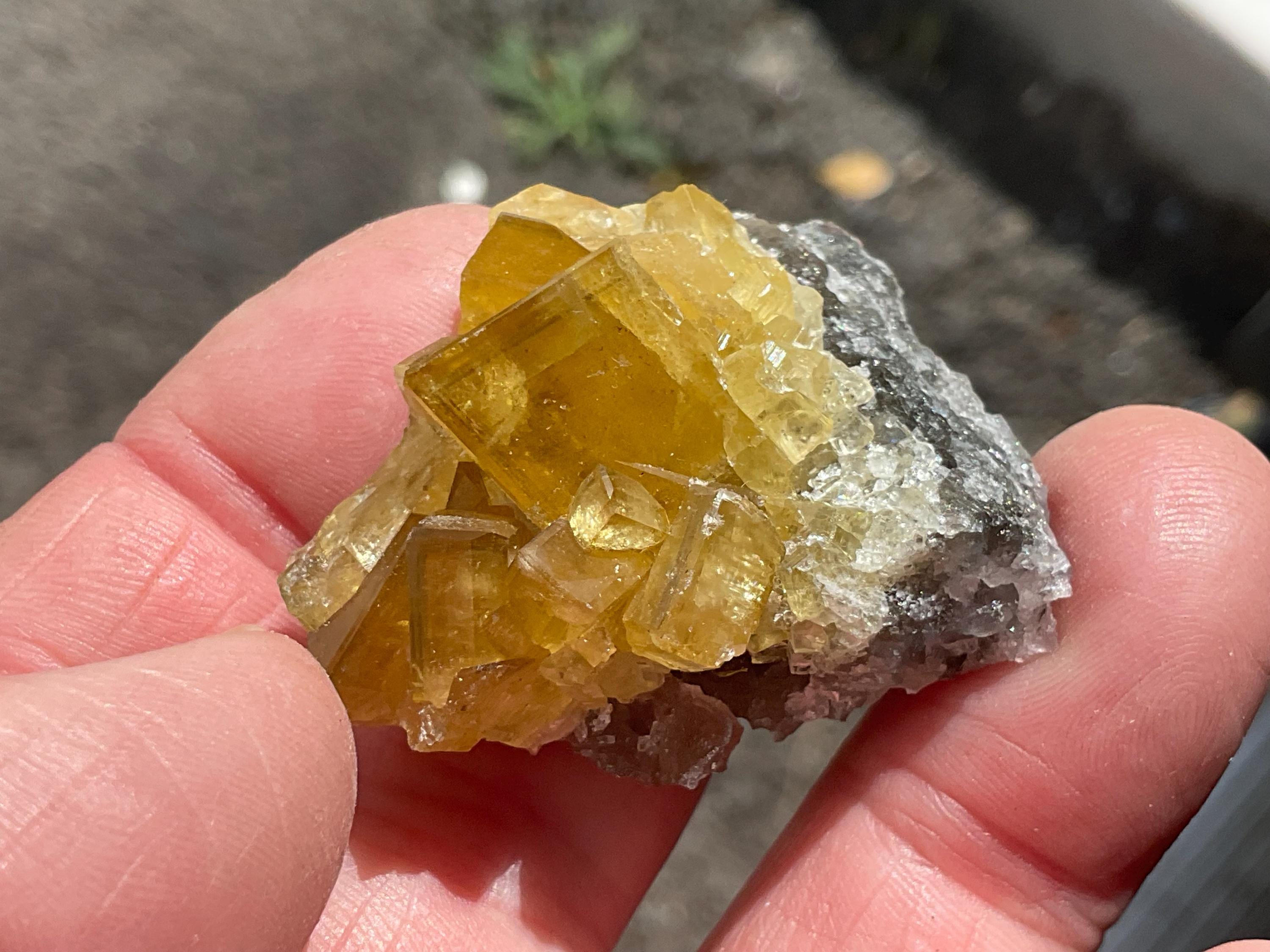 38g Tabular Golden Baryte on Botryoidal Fluorite Specimen 5A from Jiangxi